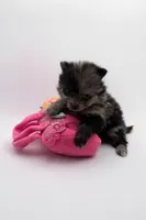 Daisy , a female Pomeranian for sale in Silver Spring, MD – Photo 2 of 4