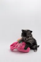 Daisy , a female Pomeranian for sale in Silver Spring, MD – Photo 4 of 4