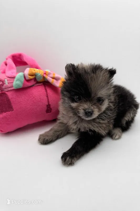 Daisy  – Pomeranian puppy for sale in Silver Spring, MD