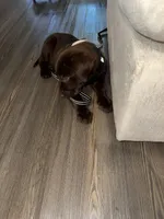 Soleil, a female Labrador Retriever for sale in Wellington, FL – Photo 5 of 8