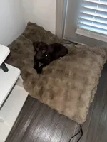 Soleil, a female Labrador Retriever for sale in Wellington, FL – Photo 3 of 8