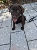 Soleil, a female Labrador Retriever for sale in Wellington, FL – Photo 7 of 8