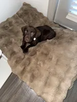 Soleil, a female Labrador Retriever for sale in Wellington, FL – Photo 2 of 8