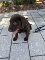 Soleil, a female Labrador Retriever for sale in Wellington, FL – Photo 8 of 8