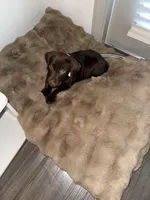 Soleil, a female Labrador Retriever for sale in Wellington, FL – Photo 4 of 8