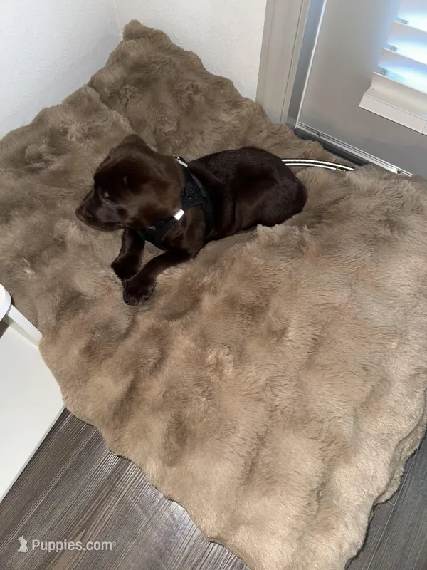 Soleil – Labrador Retriever puppy for sale in Wellington, FL