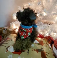 Bugsy, a male Poodle - Miniature  for sale in Salem, MO – Photo 6 of 6