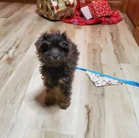 Bugsy, a male Poodle - Miniature  for sale in Salem, MO – Photo 3 of 6