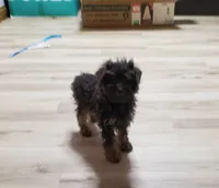 Bugsy, a male Poodle - Miniature  for sale in Salem, MO – Photo 2 of 6