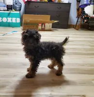 Bugsy, a male Poodle - Miniature  for sale in Salem, MO – Photo 5 of 6