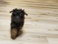 Bugsy, a male Poodle - Miniature  for sale in Salem, MO – Photo 4 of 6