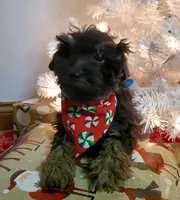 Bugsy, a male Poodle - Miniature  for sale in Salem, MO – Photo 1 of 6