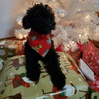 Clyde, a male Poodle - Miniature  for sale in Salem, MO – Photo 7 of 7