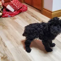 Clyde, a male Poodle - Miniature  for sale in Salem, MO – Photo 2 of 7