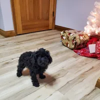 Clyde, a male Poodle - Miniature  for sale in Salem, MO – Photo 6 of 7