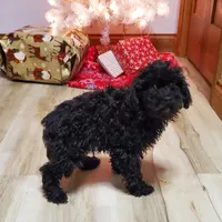 Clyde, a male Poodle - Miniature  for sale in Salem, MO – Photo 4 of 7