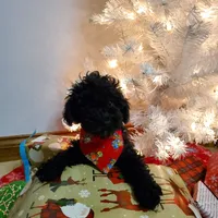 Clyde, a male Poodle - Miniature  for sale in Salem, MO – Photo 3 of 7