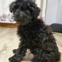 Clyde, a male Poodle - Miniature  for sale in Salem, MO – Photo 5 of 7