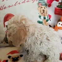 Jessie, a male Poodle - Miniature  for sale in Salem, MO – Photo 2 of 5