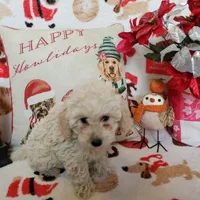 Jessie, a male Poodle - Miniature  for sale in Salem, MO – Photo 4 of 5