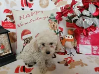 Jessie, a male Poodle - Miniature  for sale in Salem, MO – Photo 4 of 5