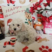 Jessie, a male Poodle - Miniature  for sale in Salem, MO – Photo 5 of 5