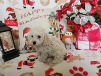 Jessie, a male Poodle - Miniature  for sale in Salem, MO – Photo 5 of 5