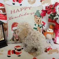 Jessie, a male Poodle - Miniature  for sale in Salem, MO – Photo 3 of 5