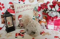 Jessie, a male Poodle - Miniature  for sale in Salem, MO – Photo 3 of 5