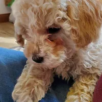 Jessie, a male Poodle - Miniature  for sale in Salem, MO – Photo 1 of 5