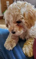 Jessie, a male Poodle - Miniature  for sale in Salem, MO – Photo 1 of 5
