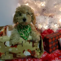 Kelly, a female Poodle - Miniature  for sale in Salem, MO – Photo 1 of 8