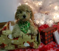 Kelly, a female Poodle - Miniature  for sale in Salem, MO – Photo 1 of 8