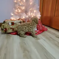 Kelly, a female Poodle - Miniature  for sale in Salem, MO – Photo 8 of 8