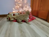 Kelly, a female Poodle - Miniature  for sale in Salem, MO – Photo 8 of 8