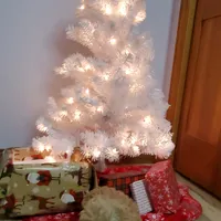 Kelly, a female Poodle - Miniature  for sale in Salem, MO – Photo 5 of 8