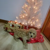 Kelly, a female Poodle - Miniature  for sale in Salem, MO – Photo 7 of 8