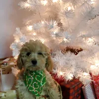 Kelly, a female Poodle - Miniature  for sale in Salem, MO – Photo 2 of 8