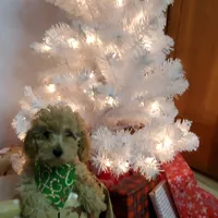 Kelly, a female Poodle - Miniature  for sale in Salem, MO – Photo 3 of 8