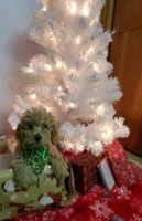 Kelly, a female Poodle - Miniature  for sale in Salem, MO – Photo 3 of 8