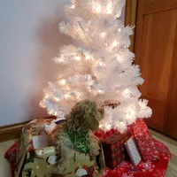 Kelly, a female Poodle - Miniature  for sale in Salem, MO – Photo 6 of 8