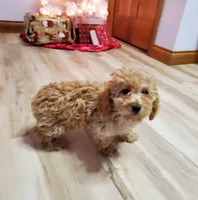 Kelly, a female Poodle - Miniature  for sale in Salem, MO – Photo 4 of 8