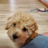 Jill, a female Poodle - Miniature  for sale in Salem, MO – Photo 5 of 5