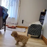 Jill, a female Poodle - Miniature  for sale in Salem, MO – Photo 3 of 5