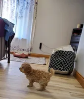 Jill, a female Poodle - Miniature  for sale in Salem, MO – Photo 3 of 5