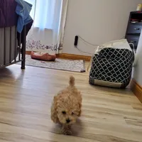 Jill, a female Poodle - Miniature  for sale in Salem, MO – Photo 4 of 5