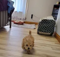 Jill, a female Poodle - Miniature  for sale in Salem, MO – Photo 4 of 5