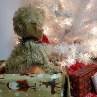 Jill, a female Poodle - Miniature  for sale in Salem, MO – Photo 2 of 5