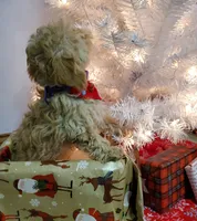 Jill, a female Poodle - Miniature  for sale in Salem, MO – Photo 2 of 5