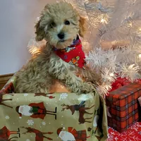 Jill, a female Poodle - Miniature  for sale in Salem, MO – Photo 1 of 5
